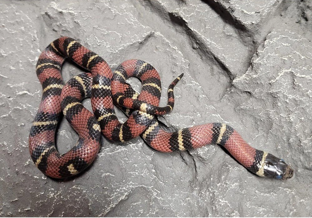 Kongesnog Jalisco (Lampropeltis Jalisco)